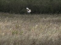 Circus aeruginosus 66, Bruine kiekendief, Saxifraga-Willem van Kruijsbergen
