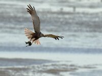 Circus aeruginosus 9, Bruine kiekendief, Saxifraga-Piet Munsterman