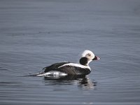 Clangula hyemalis 1, IJseend, male, winter plumage, Saxifraga-Piet Munsterman