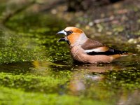 Appelvink  appelvink in de Haspel : Coccothraustes coccothraustes
