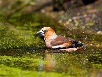 Appelvink  appelvink in de Haspel : Coccothraustes coccothraustes