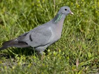 holenduif, columba oenas, stock dove,  holenduif, columba oenas, stock dove, : columba oenas, holenduif, meadow bird, stock dove