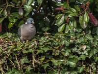 Columba palumbus 101, Houtduif, Saxifraga-Jan van der Straaten