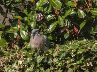 Columba palumbus 103, Houtduif, Saxifraga-Jan van der Straaten