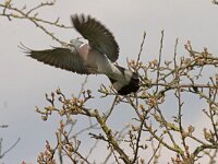 Columba palumbus  Houtduif in Putterpolder : Columba palumbus