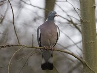 Columba palumbus 16, Houtduif, Saxifraga-Willem Jan Hoeffnagel