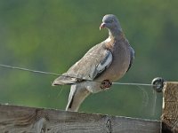 Houtduif 01 #16604 : Columba palumbus, Houtduif, Common Wood-Pigeon