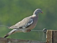 Houtduif 01 #16602 : Columba palumbus, Houtduif, Common Wood-Pigeon