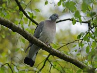 Houtduif #47293 : Columba palumbus, Houtduif, Common Wood-Pigeon