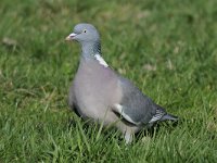 Houtduif #46608 : Columba palumbus, Houtduif, Common Wood-Pigeon