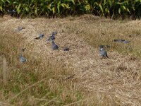 Columba palumbus 28, Houtduif, Saxifraga-Mark Zekhuis