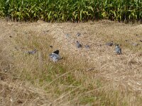 Columba palumbus 29, Houtduif, Saxifraga-Mark Zekhuis