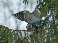 Columba palumbus 32, Houtduif, copulation, Saxifraga-Ab H Baas