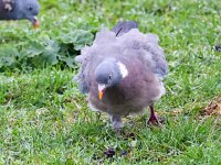 Columba palumbus 35, Houtduif, Saxifraga-Bart Vastenhouw