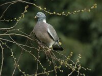 Columba palumbus 8, Houtduif, Saxifraga-Jan van der Straaten