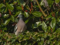 Columba palumbus 83, Houtduif, Saxifraga-Jan van der Straaten
