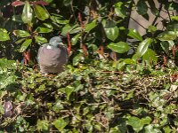 Columba palumbus 94, Houtduif, Saxifraga-Jan van der Straaten