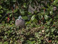 Columba palumbus 96, Houtduif, Saxifraga-Jan van der Straaten