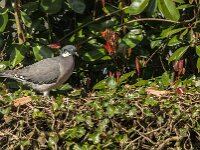 Columba palumbus 99, Houtduif, Saxifraga-Jan van der Straaten