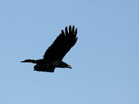 Corvus corax 1, Raaf, Saxifraga-Piet Munsterman