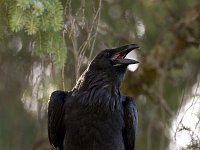 Raaf; Raven  Raaf; Raven : Canada, Corvus corax, Port Hardy, Vancouver Island, aaseter, big, black, groot, kraaiachtige, raaf, raven, scavenger, songbird, summer, zangvogel, zomer, zwart