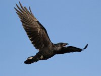 Corvus corax 16, Raaf, Saxifraga-Bart Vastenhouw
