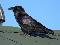 Corvus corax 17, Raaf, Saxifraga-Bart Vastenhouw