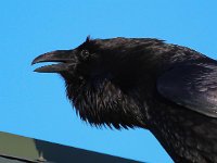 Corvus corax 18, Raaf, Saxifraga-Bart Vastenhouw