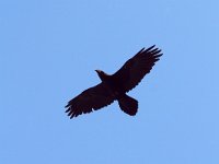 Corvus corax 19, Raaf, Saxifraga-Martin Mollet