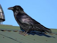 Corvus corax 20, Raaf, Saxifraga-Bart Vastenhouw