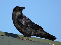 Corvus corax 21, Raaf, Saxifraga-Bart Vastenhouw