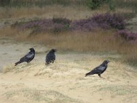 Corvus corax 22, juvenile,  Raaf, Saxifraga-Mark Zekhuis