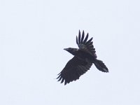 Corvus corax 26, Raaf, Saxifraga-Mark Zekhuis
