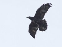 Corvus corax 27, Raaf, Saxifraga-Mark Zekhuis