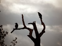 Corvus corax 29, Raaf, Saxifraga-Hans Dekker