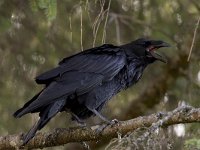 Raaf; Raven  Raaf; Raven : Canada, Corvus corax, Port Hardy, Vancouver Island, aaseter, big, black, groot, kraaiachtige, raaf, raven, scavenger, songbird, summer, zangvogel, zomer, zwart