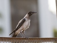 Corvus cornix 20, juvenile, Bonte kraai, Saxifraga-Mark Zekhuis