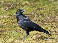 Kraai #01 : Corvus corone, Carrion Crow, Zwarte kraai