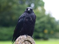 Corvus corone 14, Zwarte kraai, Saxifraga-Rudmer Zwerver