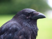 Corvus corone 15, Zwarte kraai, Saxifraga-Rudmer Zwerver