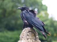 Corvus corone 16, Zwarte kraai, Saxifraga-Rudmer Zwerver