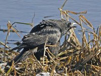 Corvus corone 18, Zwarte kraai, Saxifraga-Ab H Baas