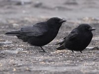 Corvus corone 19, Zwarte kraai, Saxifraga-Peter Meininger