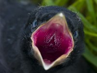 Corvus corone 20, Zwarte kraai, Saxifraga-Rik Kruit