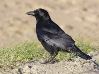 Corvus corone 22, Zwarte kraai, Saxifraga-Bart Vastenhouw
