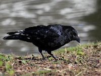 Corvus corone 23, Zwarte kraai, Saxifraga-Bart Vastenhouw