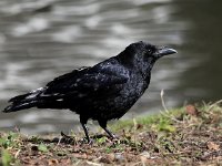 Corvus corone 24, Zwarte kraai, Saxifraga-Bart Vastenhouw