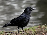 Corvus corone 25, Zwarte kraai, Saxifraga-Bart Vastenhouw