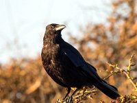 Corvus corone 26, Zwarte kraai, Saxifraga-Bart Vastenhouw