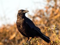 Corvus corone 27, Zwarte kraai, Saxifraga-Bart Vastenhouw